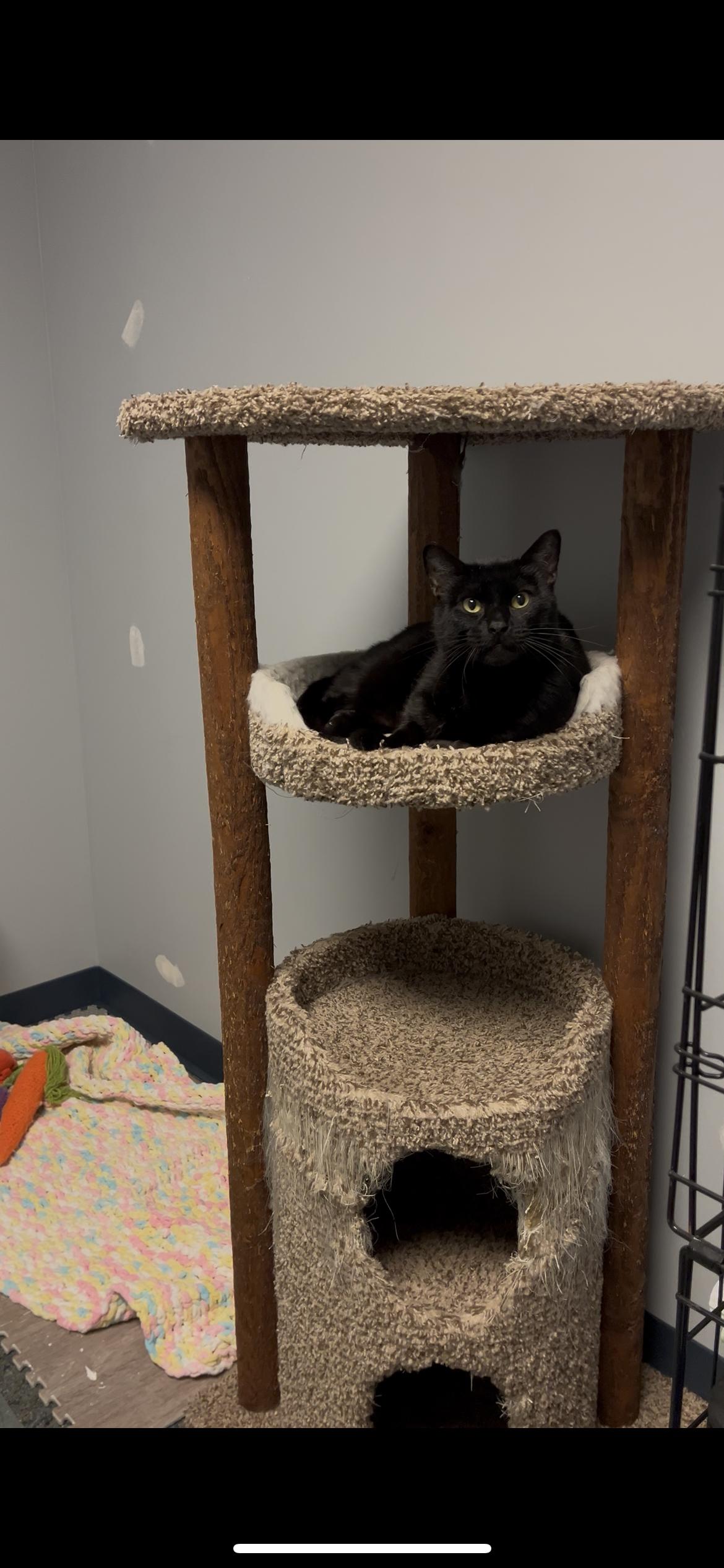 Roly Poly (aka Rolycoly), a Adopted Domestic Short Hair in Valley Center, KS image 2/3