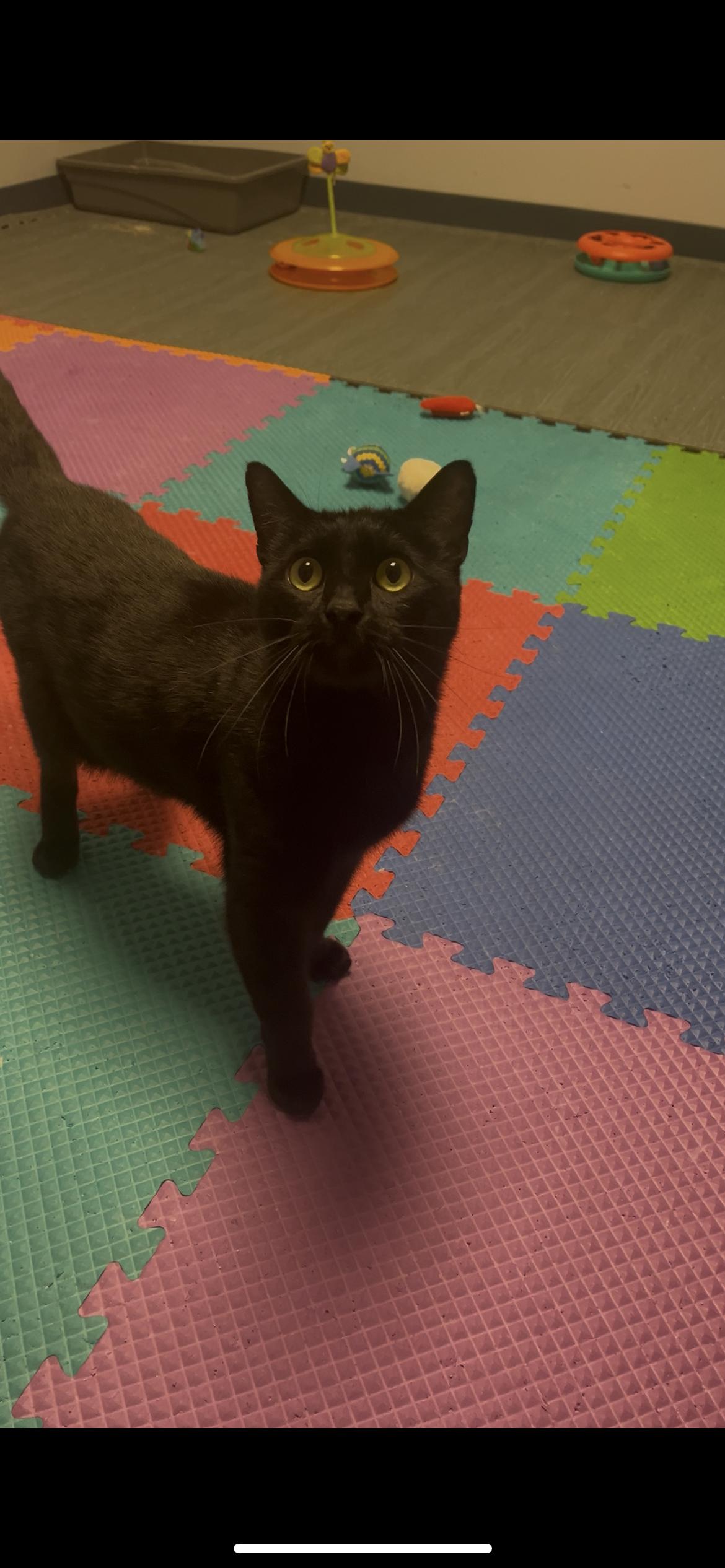 Roly Poly (aka Rolycoly), a Adopted Domestic Short Hair in Valley Center, KS image 3/3