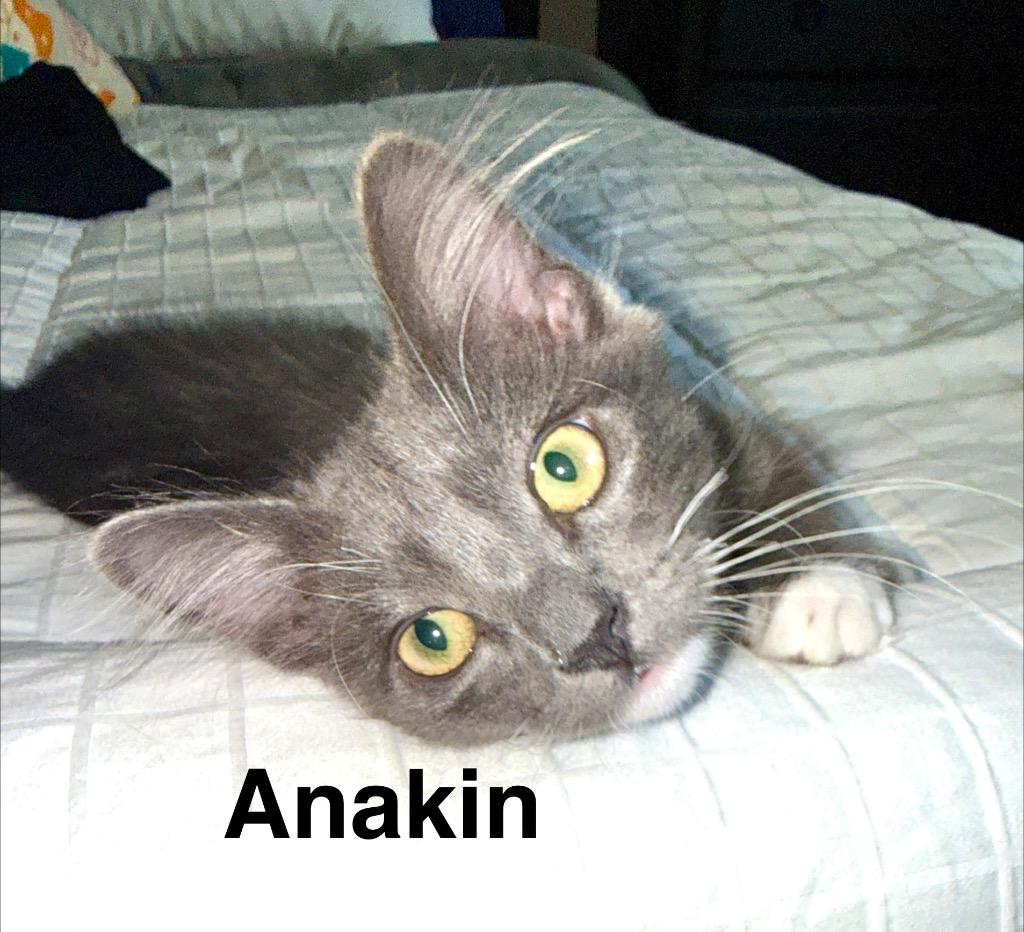 Enlarge Anakin, a Adoptable mixed breed in San Pedro, CA image 1/2