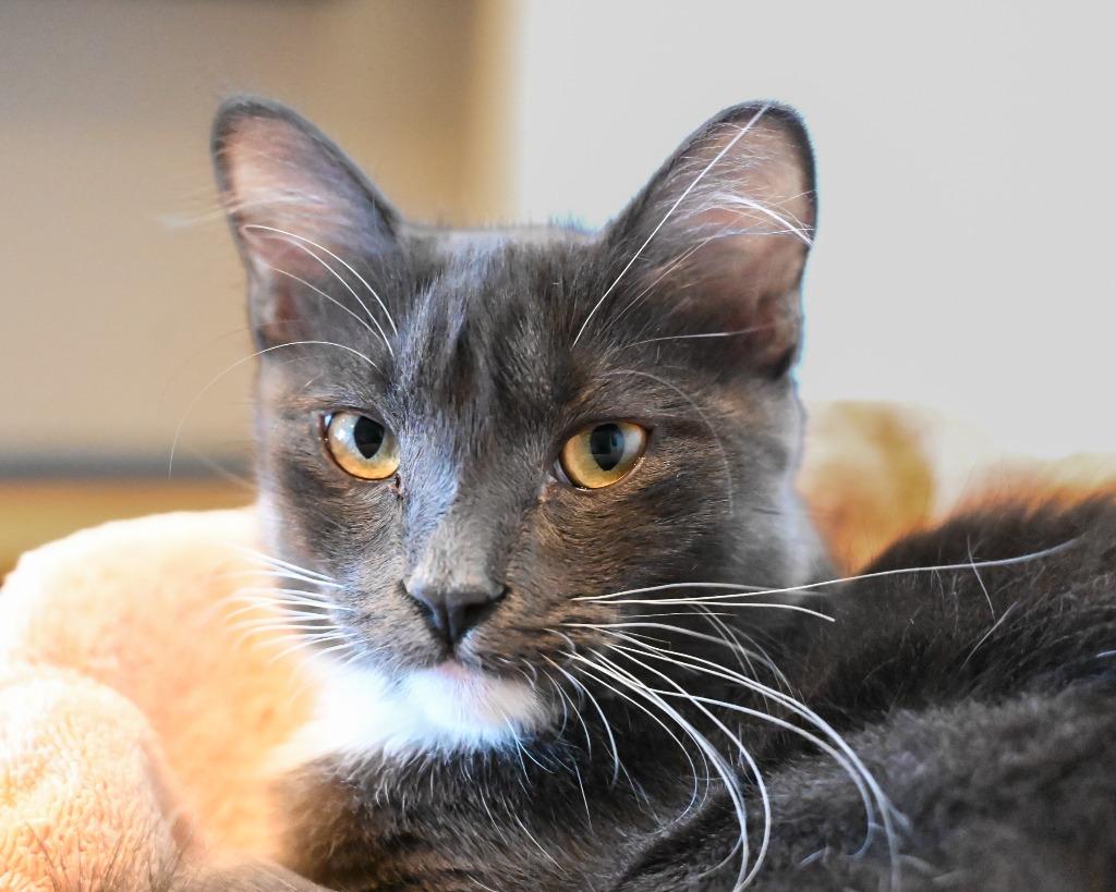 Enlarge Anakin, a Adoptable mixed breed in San Pedro, CA image 2/2