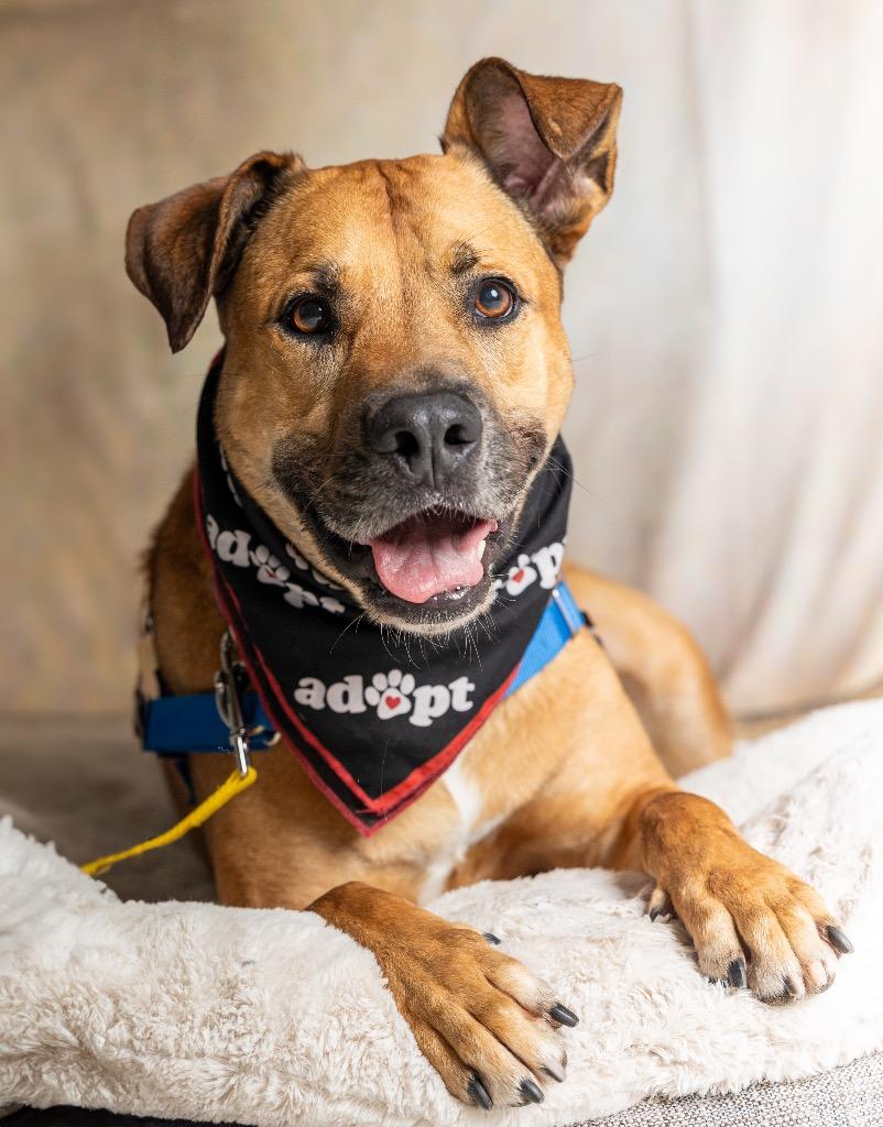 Angus — thumbnail 2