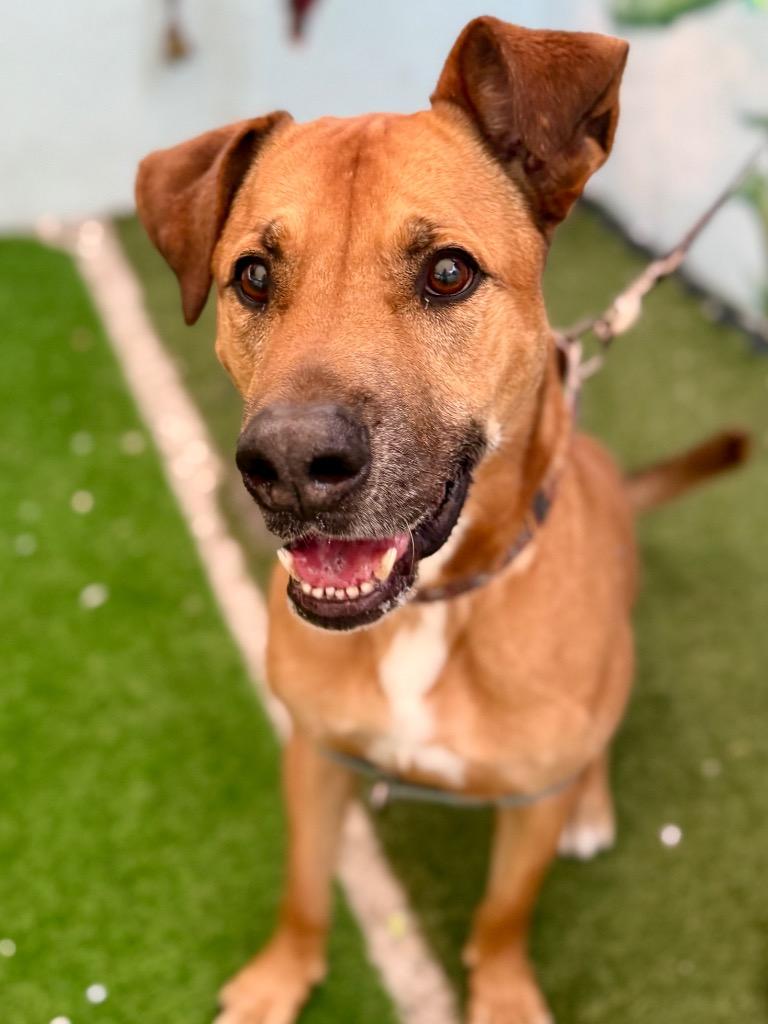 Angus — thumbnail 3