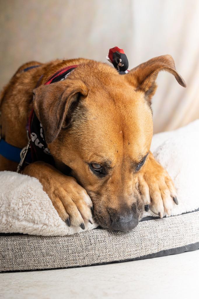 Angus — thumbnail 4