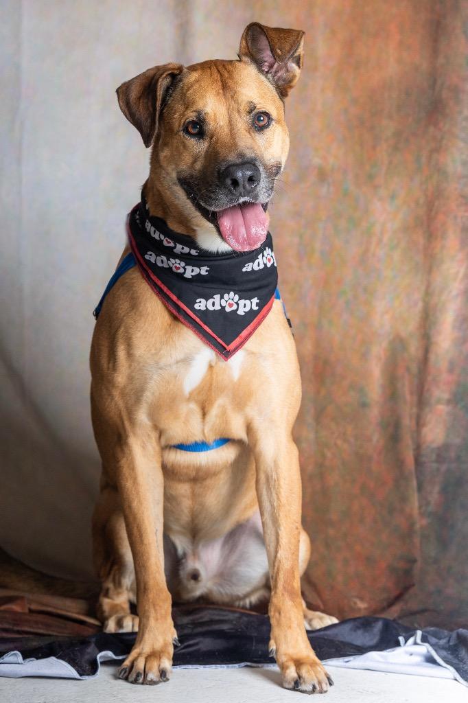 Angus — thumbnail 5