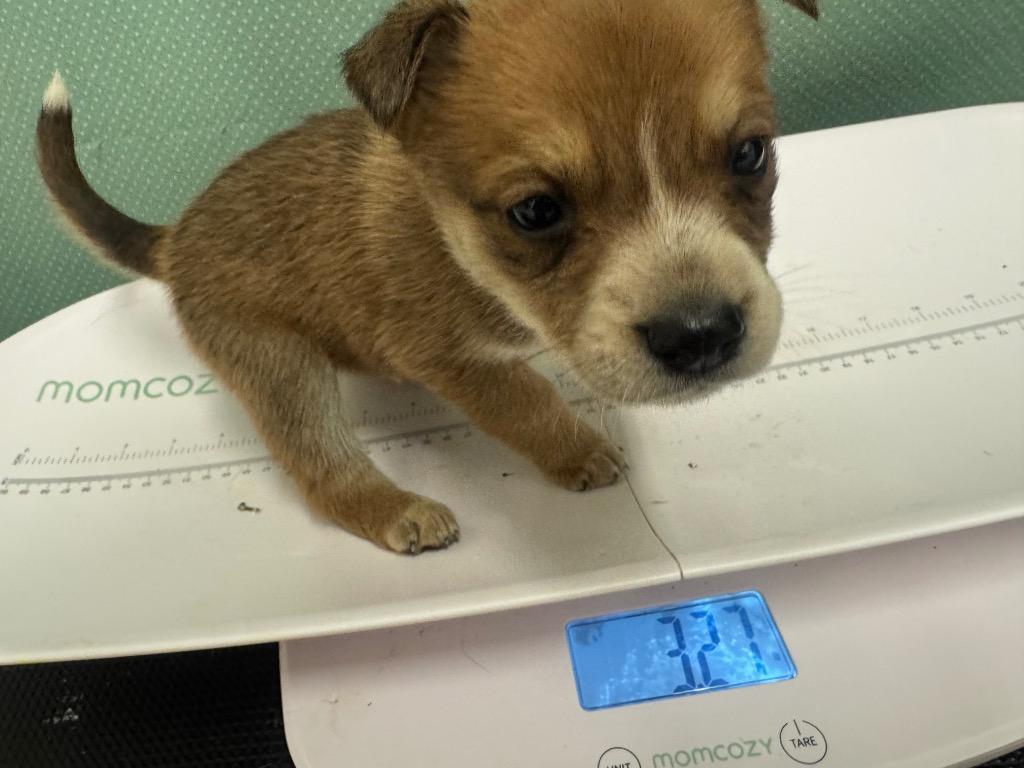 Enlarge Tofu (Dark blue) - Available, a Adoptable mixed breed in Chickamauga , GA image 1/2