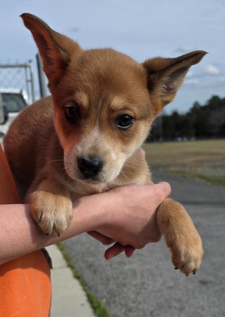 Enlarge Tofu (Dark blue) - Available, a Adoptable mixed breed in Chickamauga , GA image 2/2