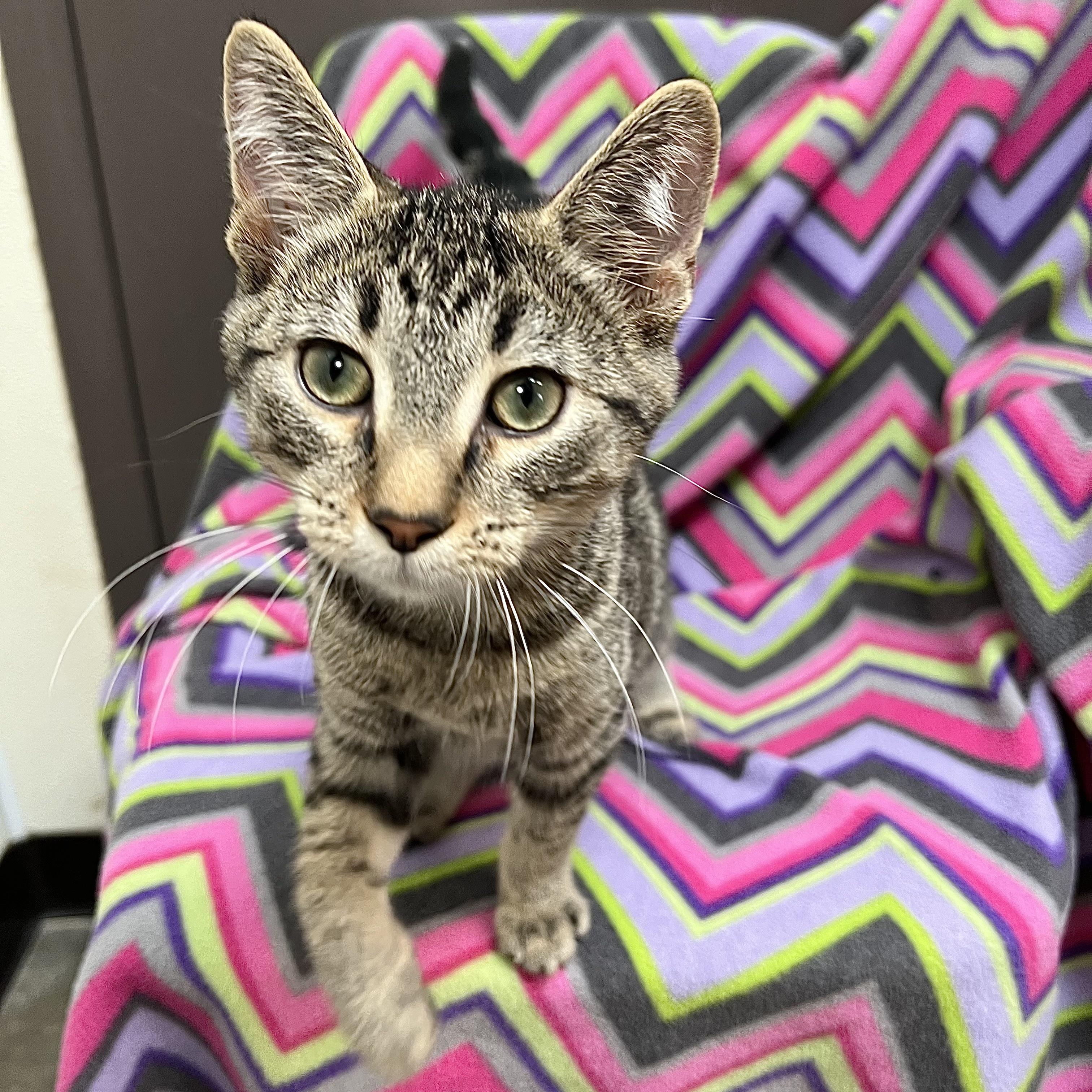 Joey, a Adoptable Domestic Short Hair in Fairmont, MN image 5/6