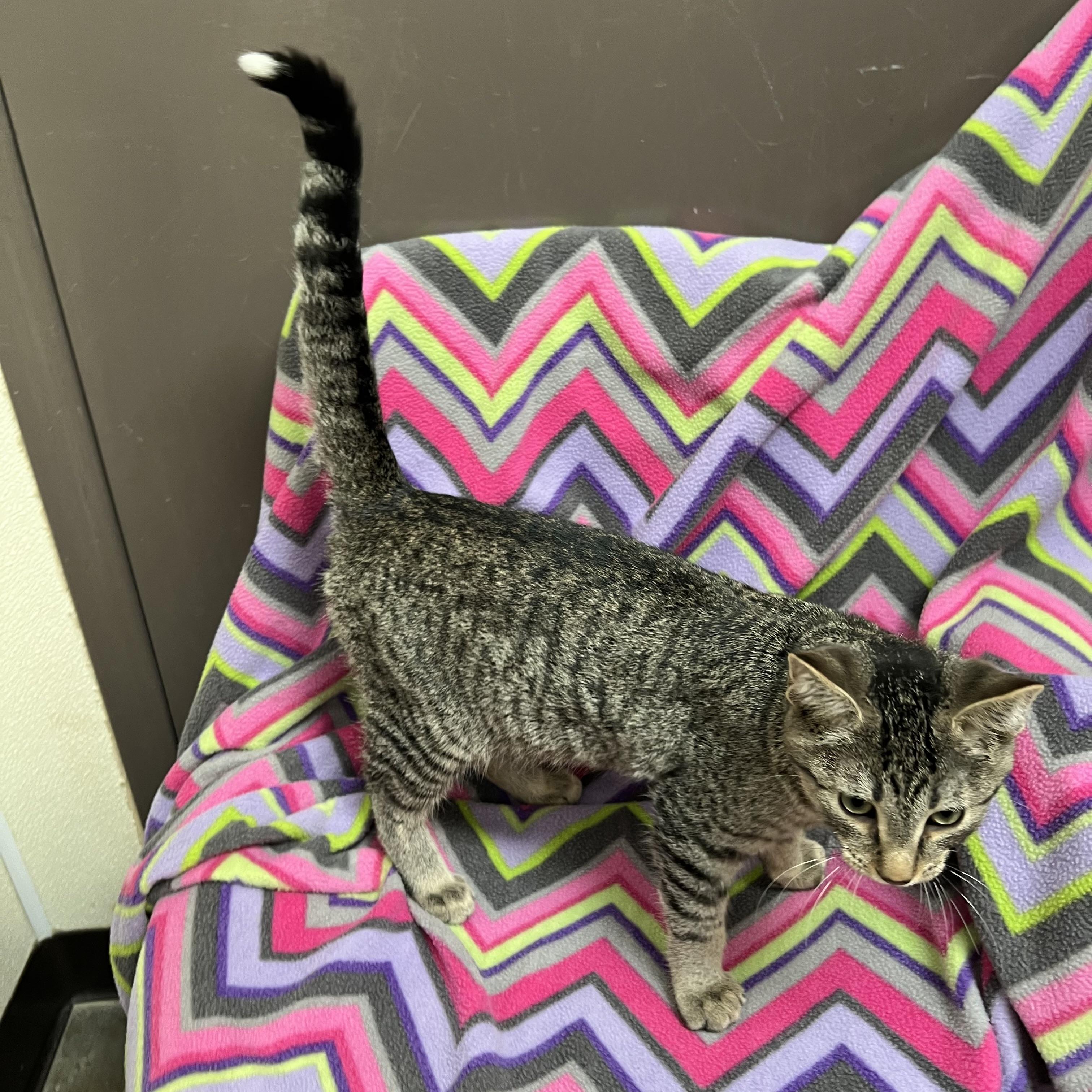 Joey, Adoptable, Young Male Domestic Short Hair.