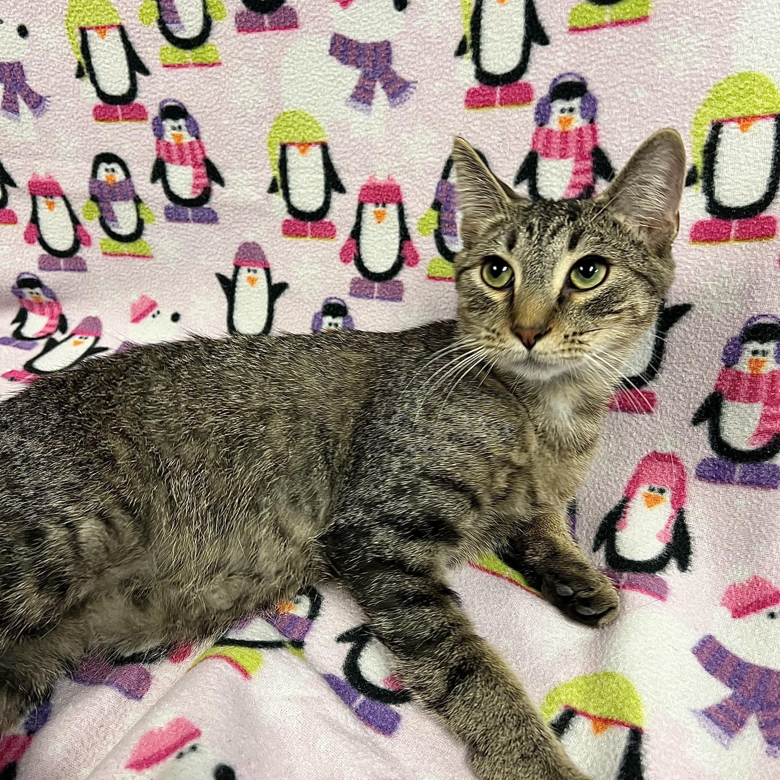 Joey, a Adoptable Domestic Short Hair in Fairmont, MN image 2/6