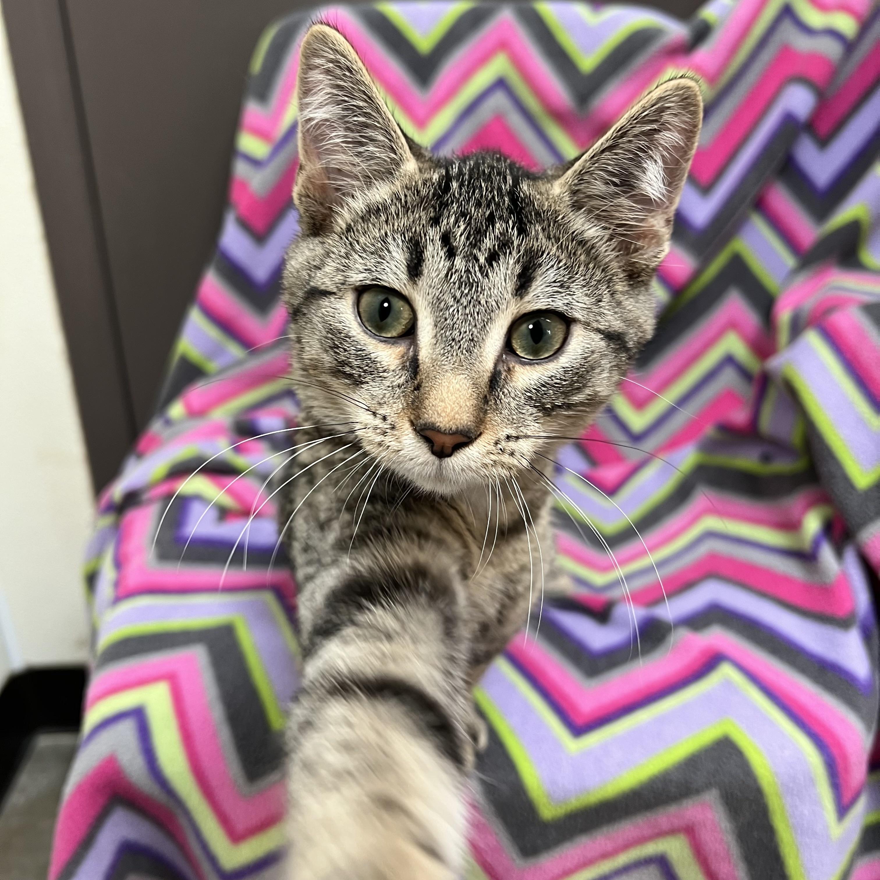 Joey, a Adoptable Domestic Short Hair in Fairmont, MN image 6/6