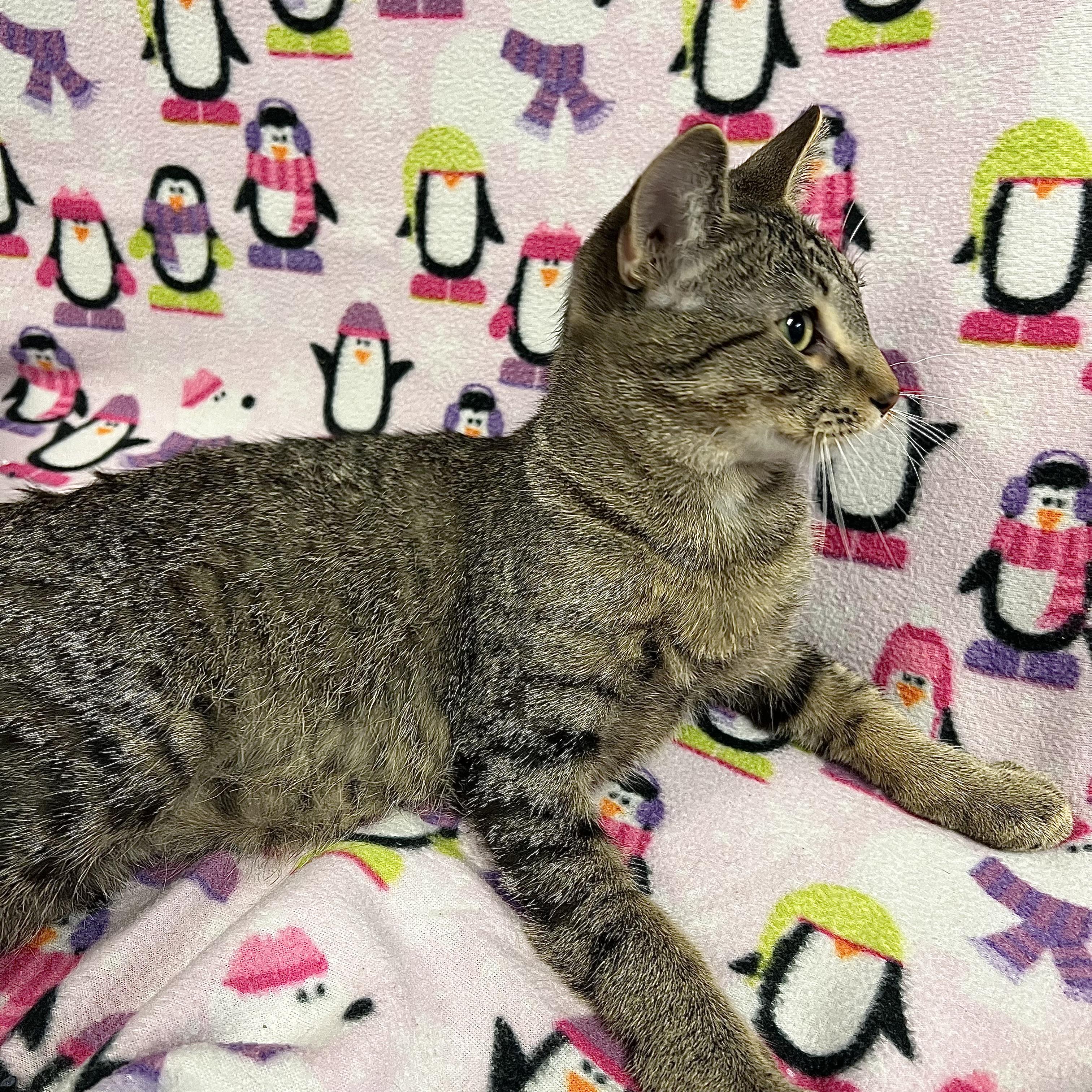 Joey, a Adoptable Domestic Short Hair in Fairmont, MN image 3/6