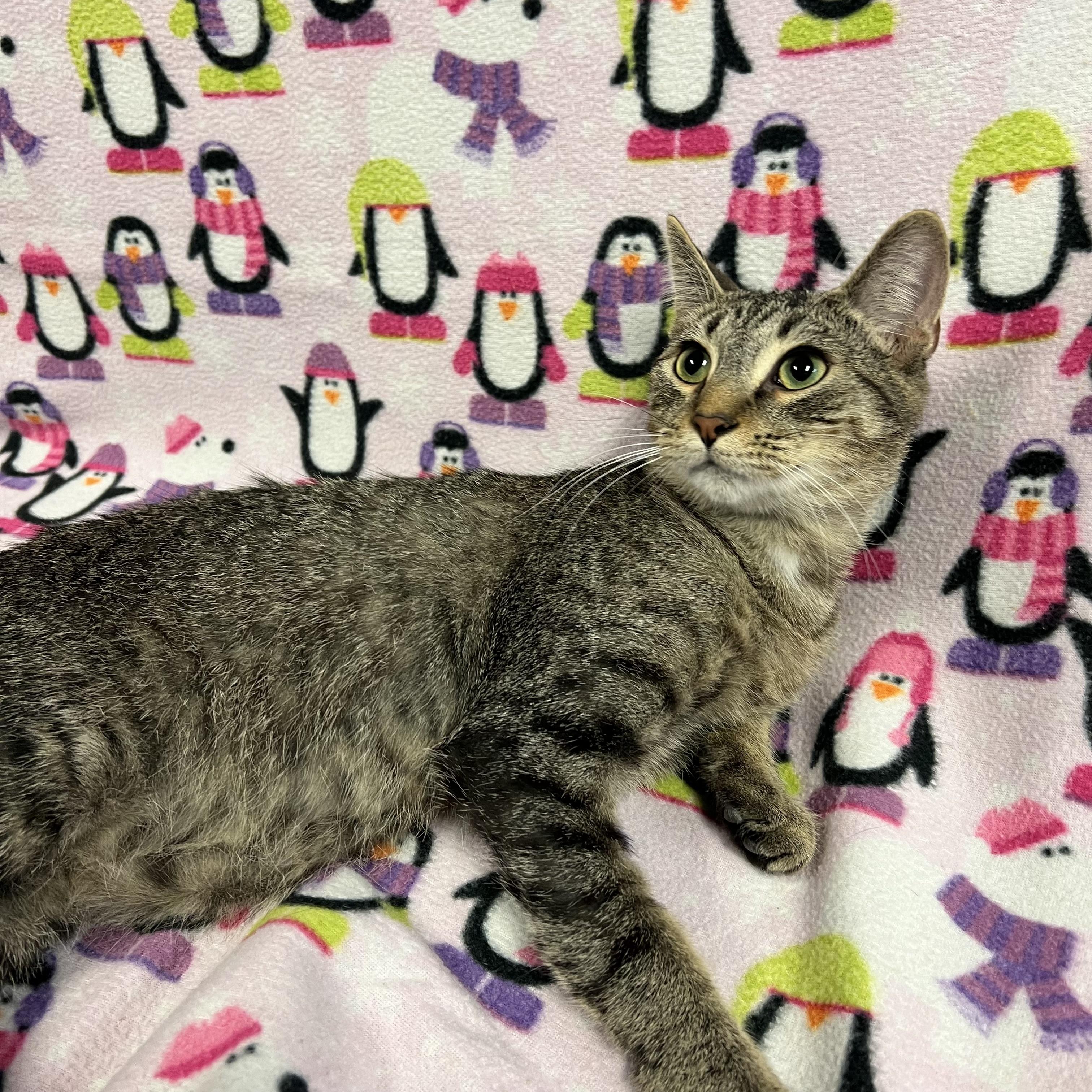 Joey, Adoptable, Young Male Domestic Short Hair.