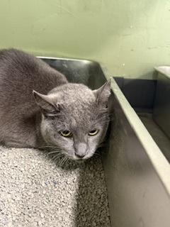 Rosemary, Adoptable, Adult Female Domestic Short Hair & Domestic Short Hair.