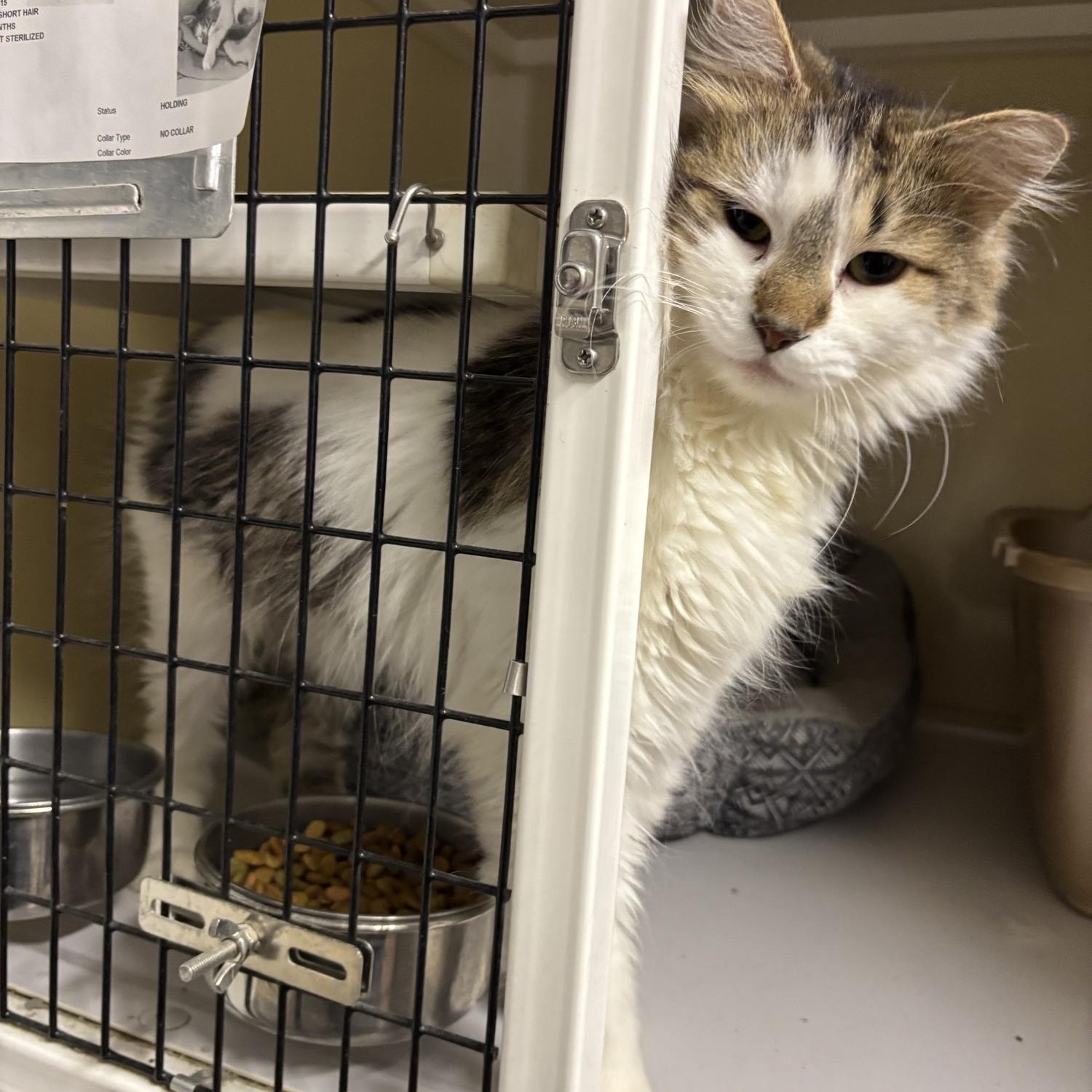 Sunny, an adoptable Domestic Long Hair in White Cloud, MI image 1/2