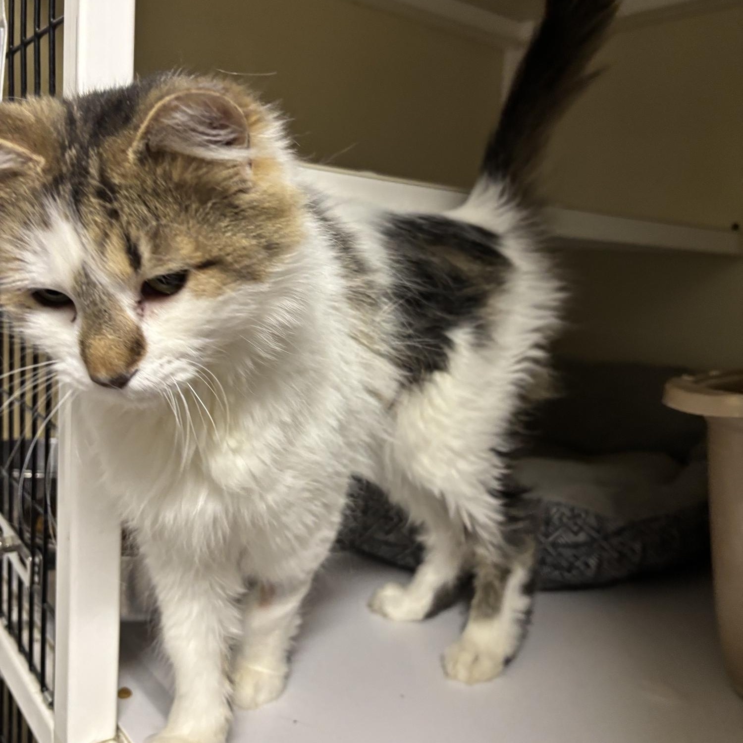 Sunny, an adoptable Domestic Long Hair in White Cloud, MI image 2/2