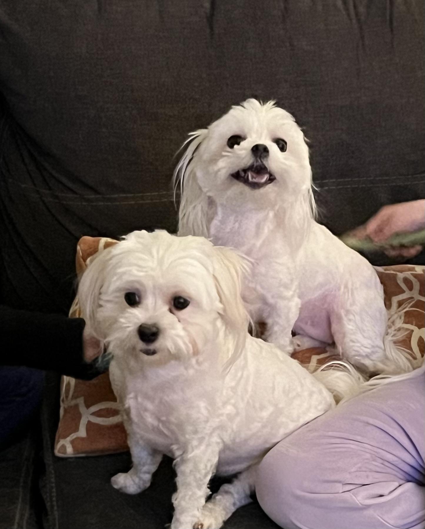 Enlarge Hazel and Harper, an adopted Maltese in Independence, OH image 1/1