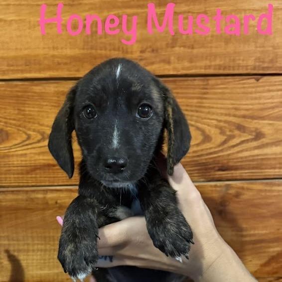 Honey Mustard, a Adoptable mixed breed in North Charleston, SC image 1/3