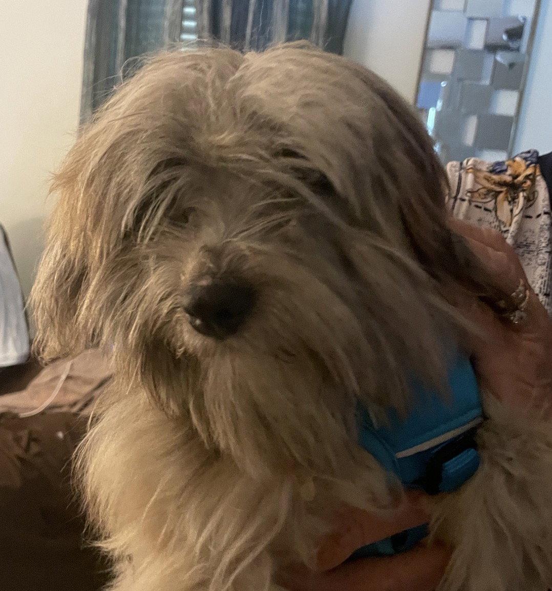 Enlarge Piggie, a Adopted Shih Tzu in Grand Bay, AL image 1/1