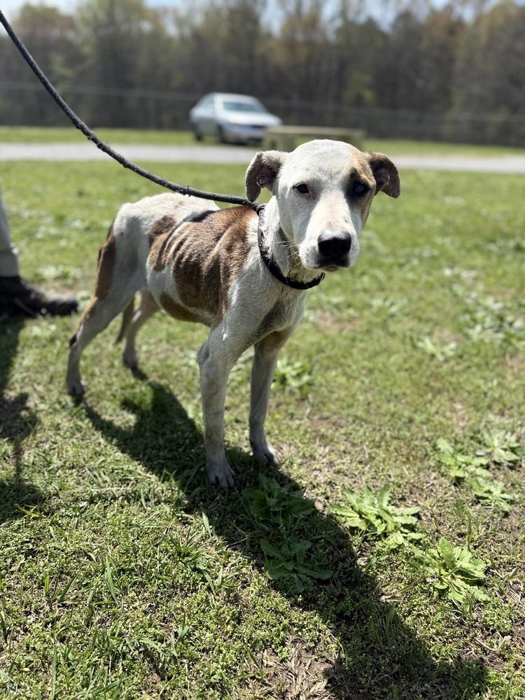 Rina 25D-042, Adoptable, Adult Female Hound & Terrier.