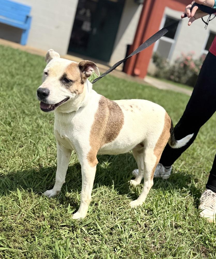 Enlarge Rina 25D-042, a Adoptable mixed breed in Corinth, MS image 2/3