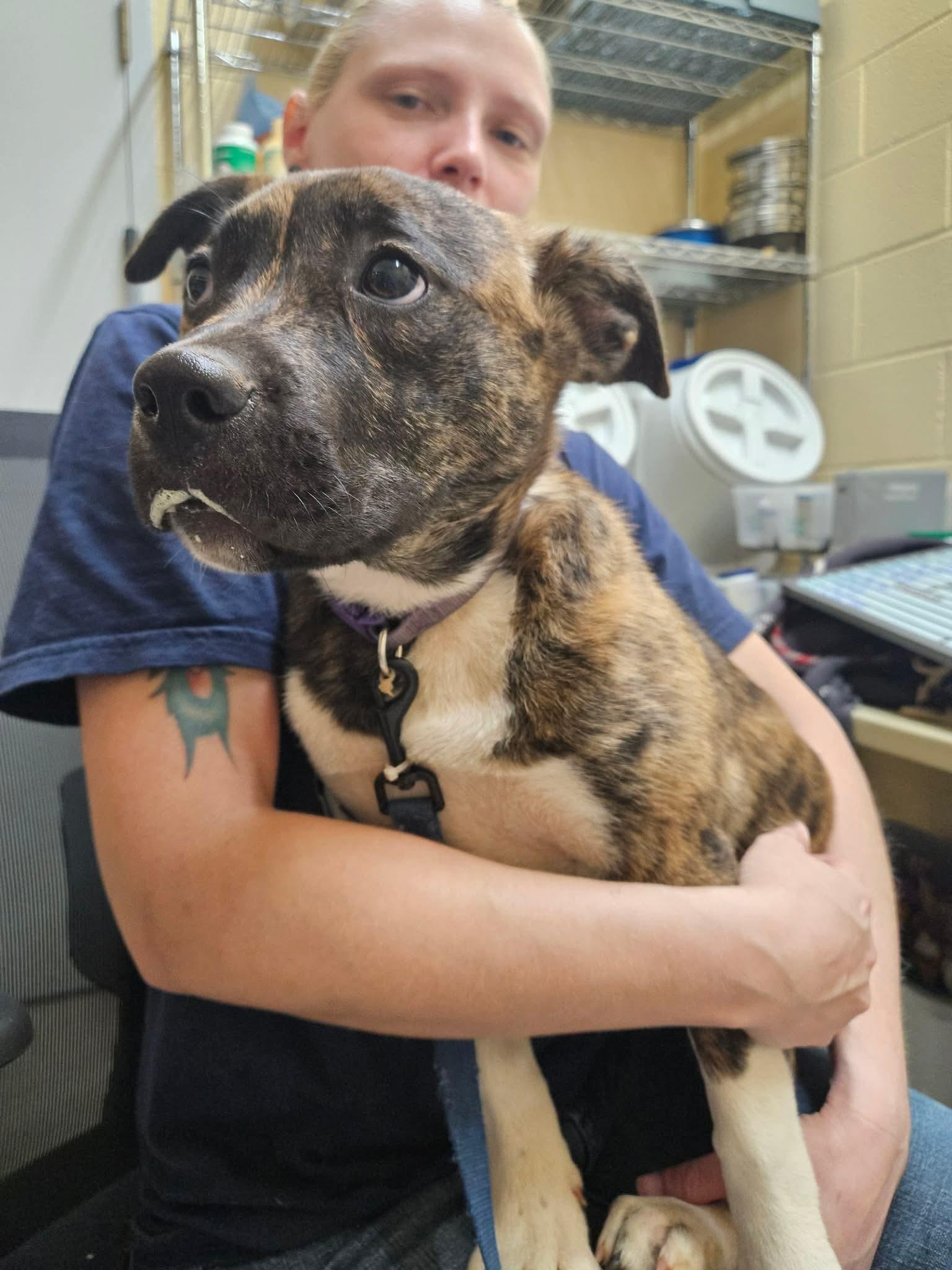 Enlarge Baby Moose, a ADOPTABLE Anatolian Shepherd in Culpeper, VA image 1/1