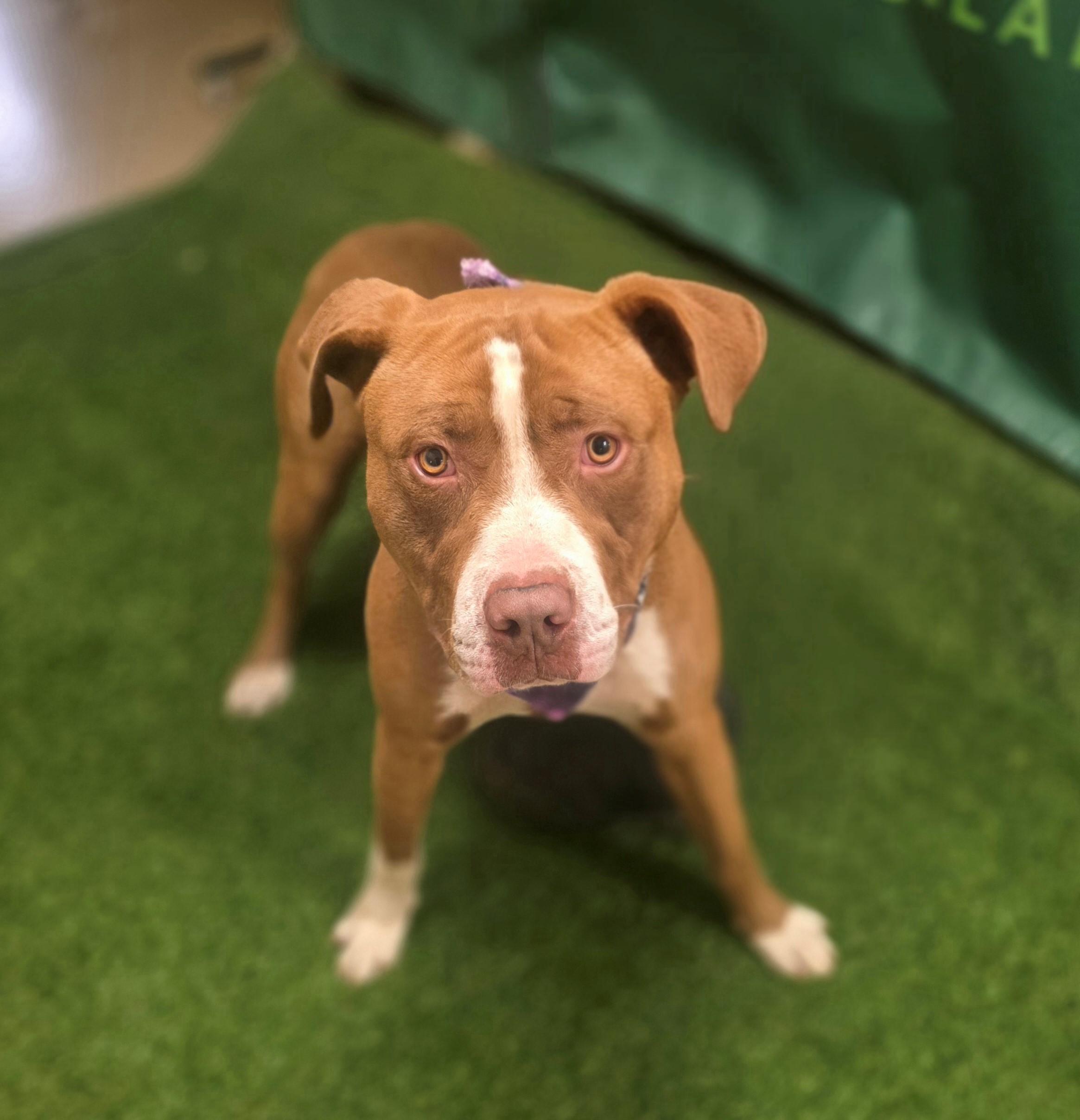 Enlarge Patter-178128, a ADOPTABLE mixed breed in Visalia, CA image 1/1