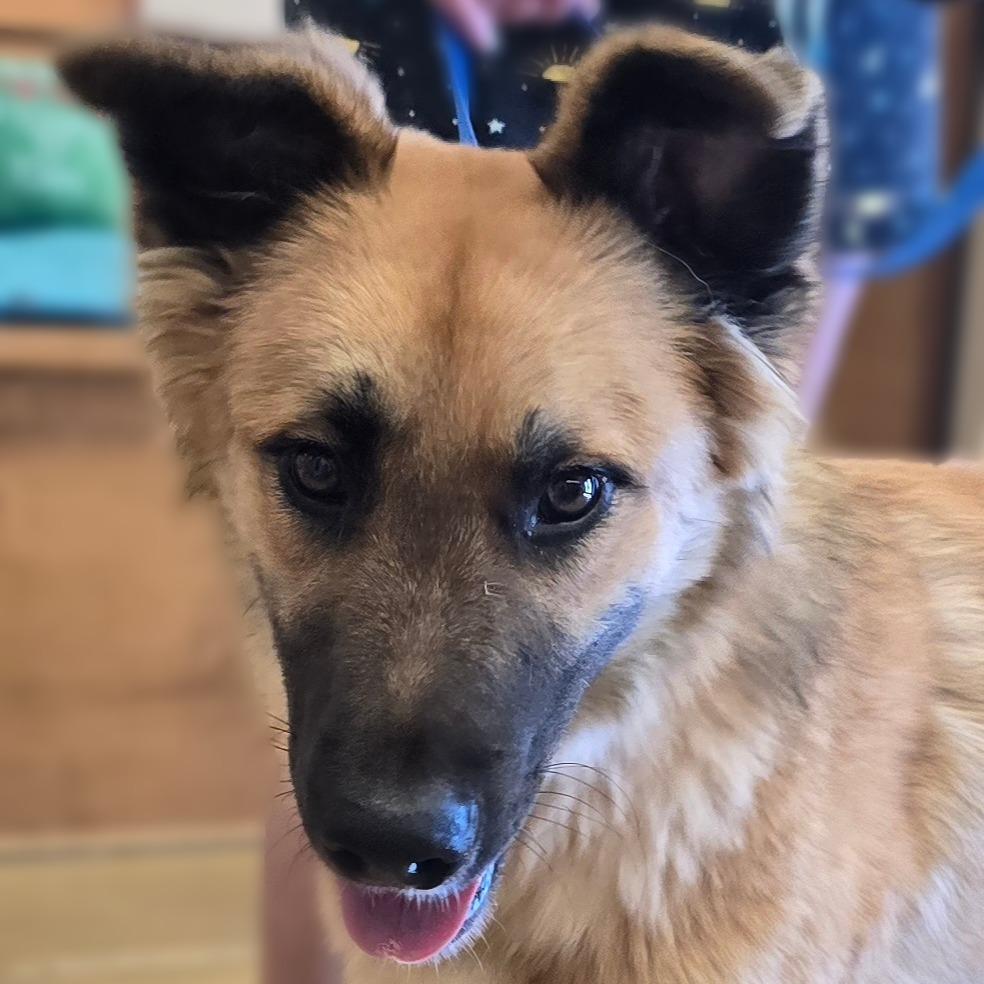 Elton, Adoptable, Adult Male Shepherd.