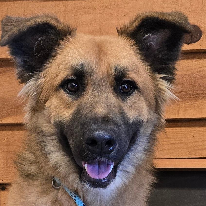 Elton, Adoptable, Adult Male Shepherd.