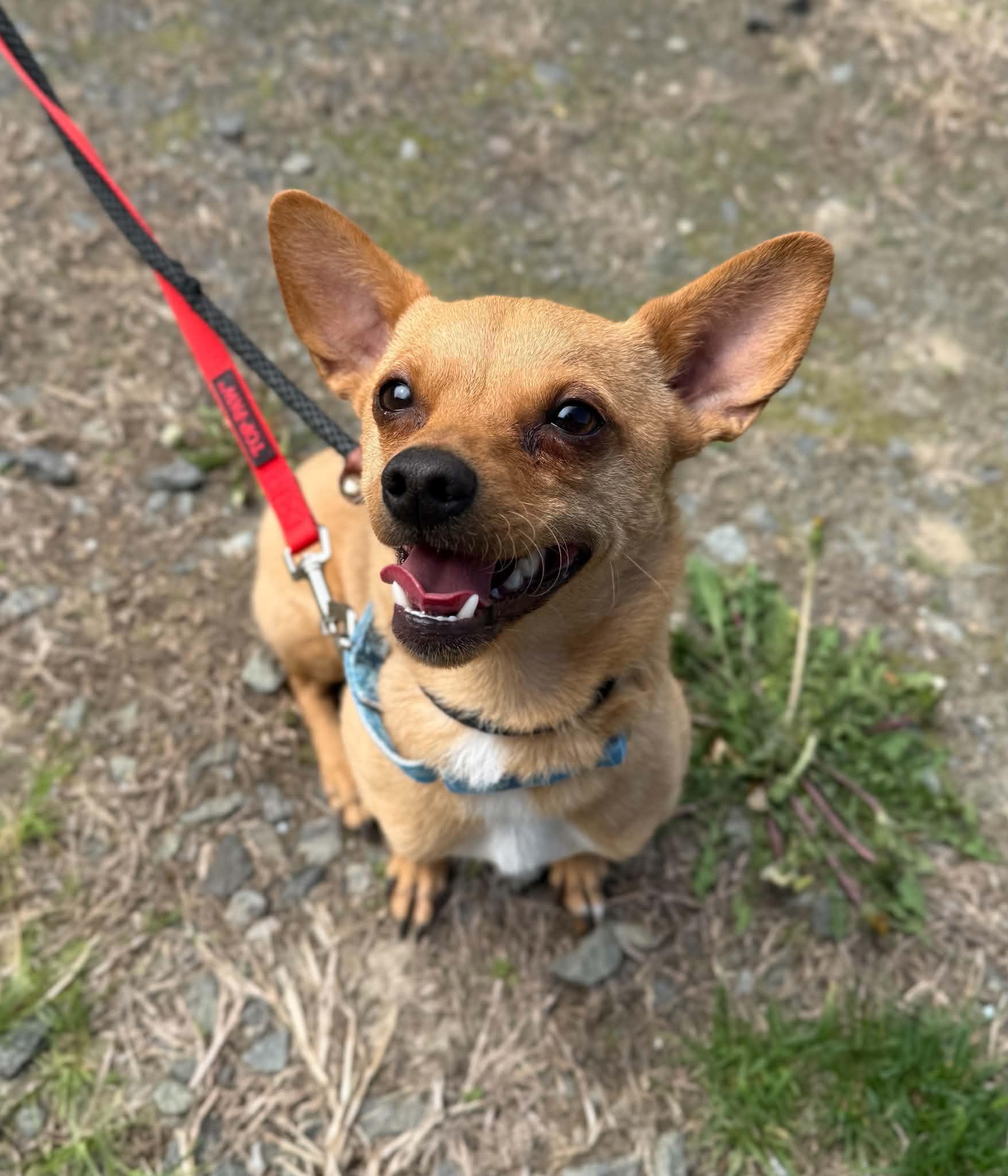 Willie, a Adoptable mixed breed in Elizabethtown, NY image 1/2