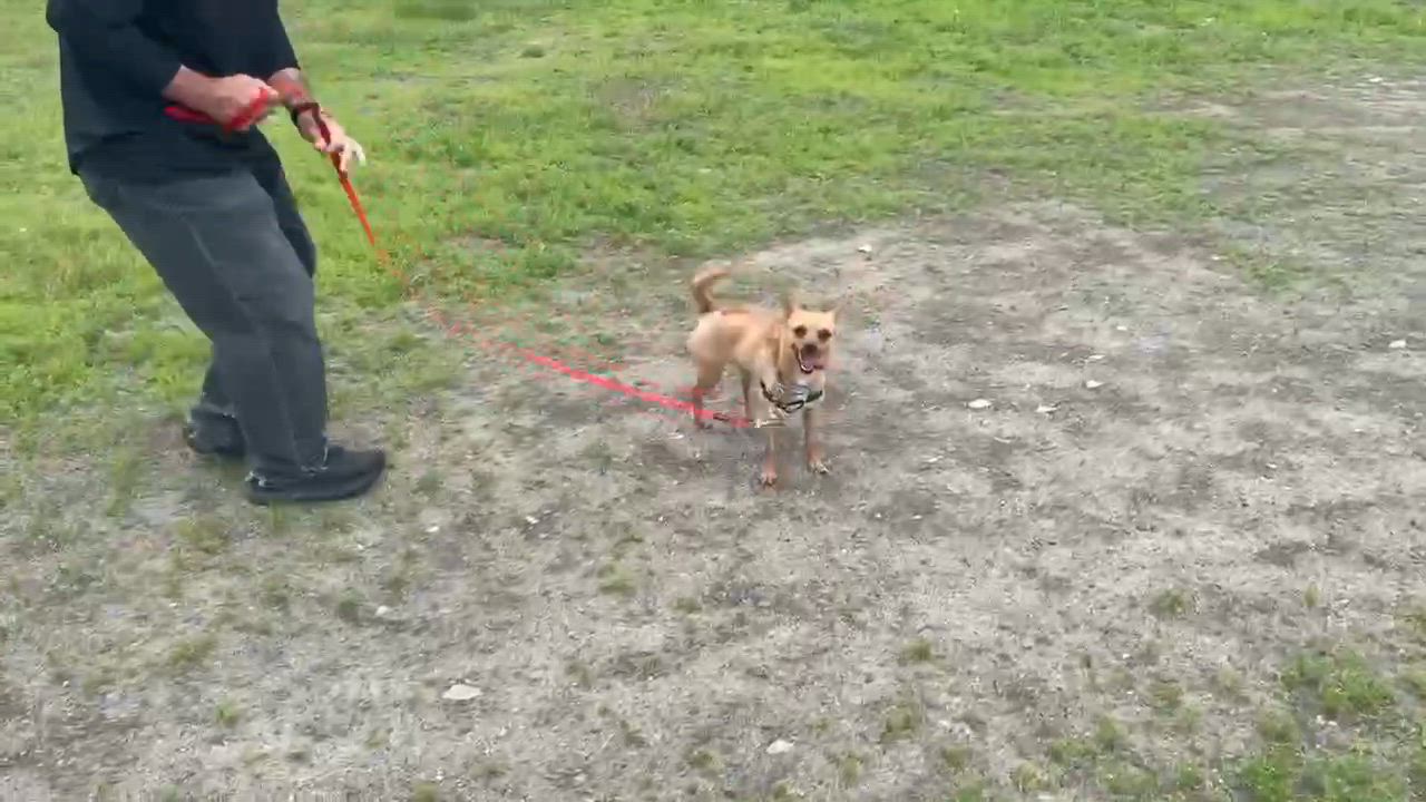 Enlarge Willie, a Adoptable mixed breed in Elizabethtown, NY video 2/2