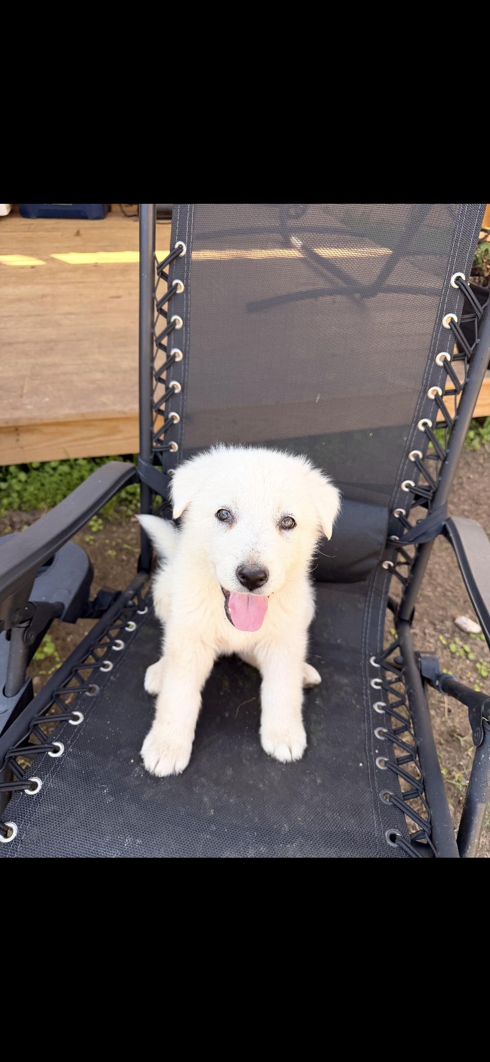 Ruttie HTX, Adopted, Young Female Great Pyrenees.