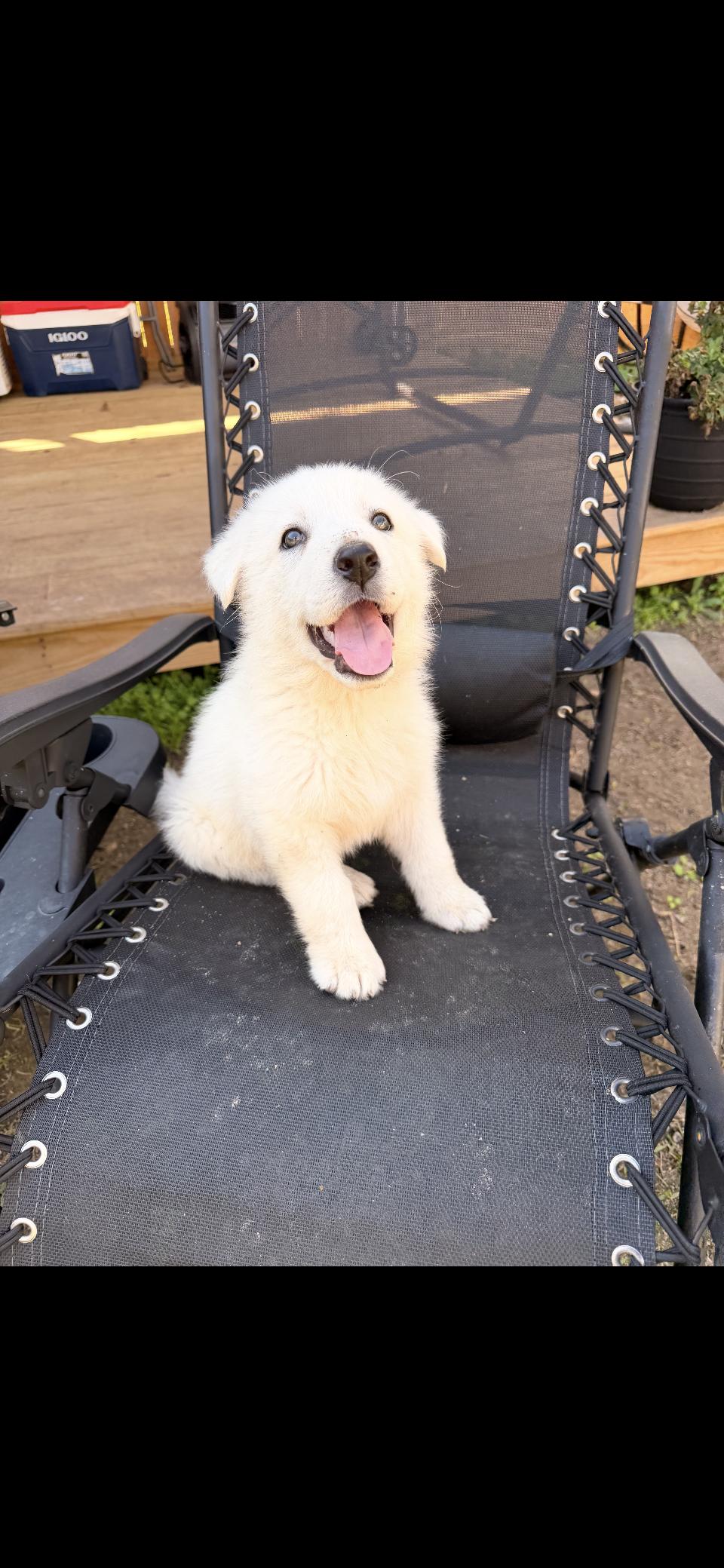 Ruttie HTX, a Adopted Great Pyrenees in Quinlan, TX image 2/2
