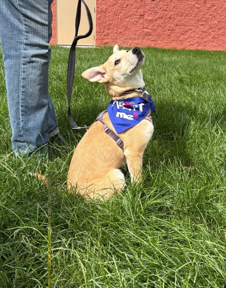 Enlarge Goldie - Holly’s litter of 8, a Adoptable mixed breed in Lancaster, PA image 2/6
