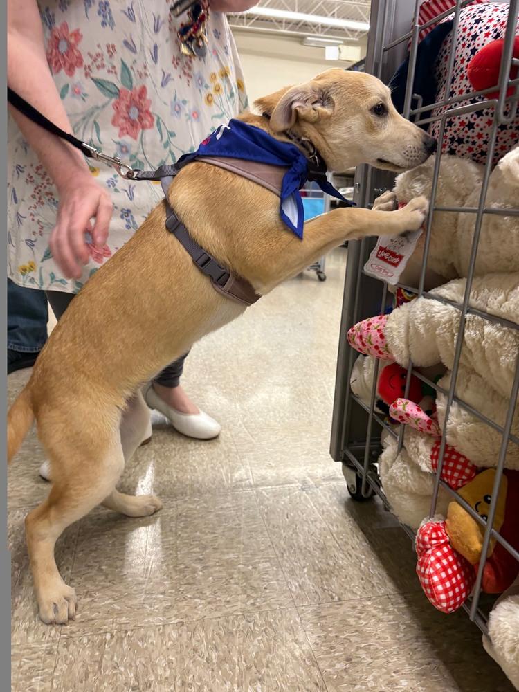 Enlarge Goldie - Holly’s litter of 8, a Adoptable mixed breed in Lancaster, PA image 3/6