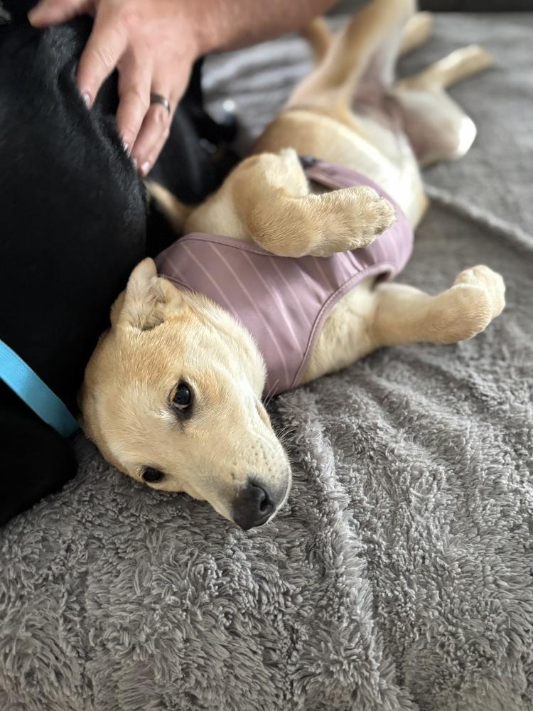 Enlarge Goldie - Holly’s litter of 8, a Adoptable mixed breed in Lancaster, PA image 5/6