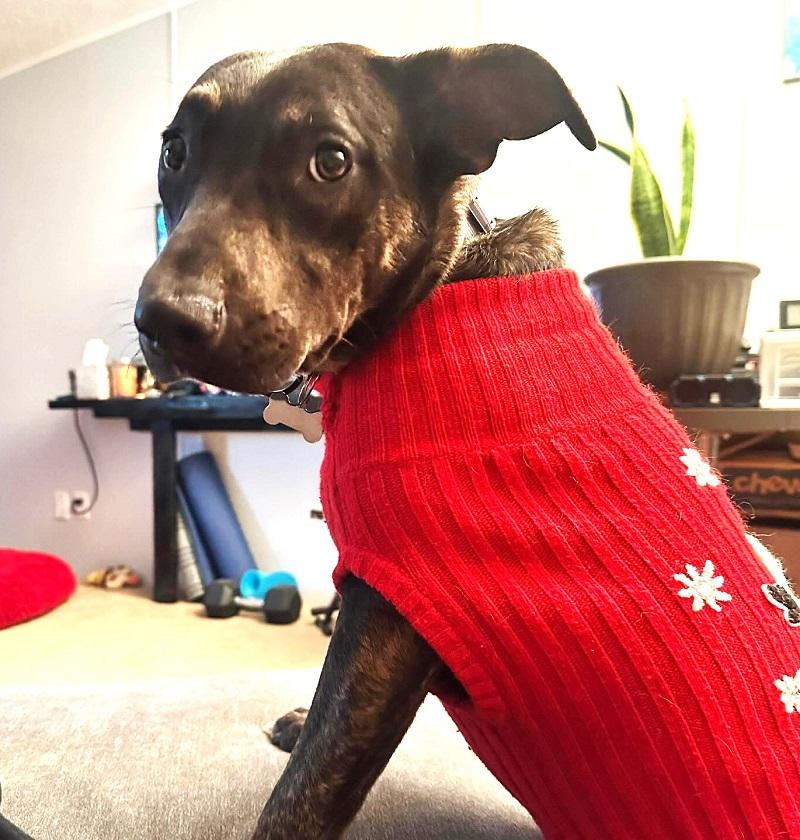 MOKEY, adopted, Young Female Mixed Breed.