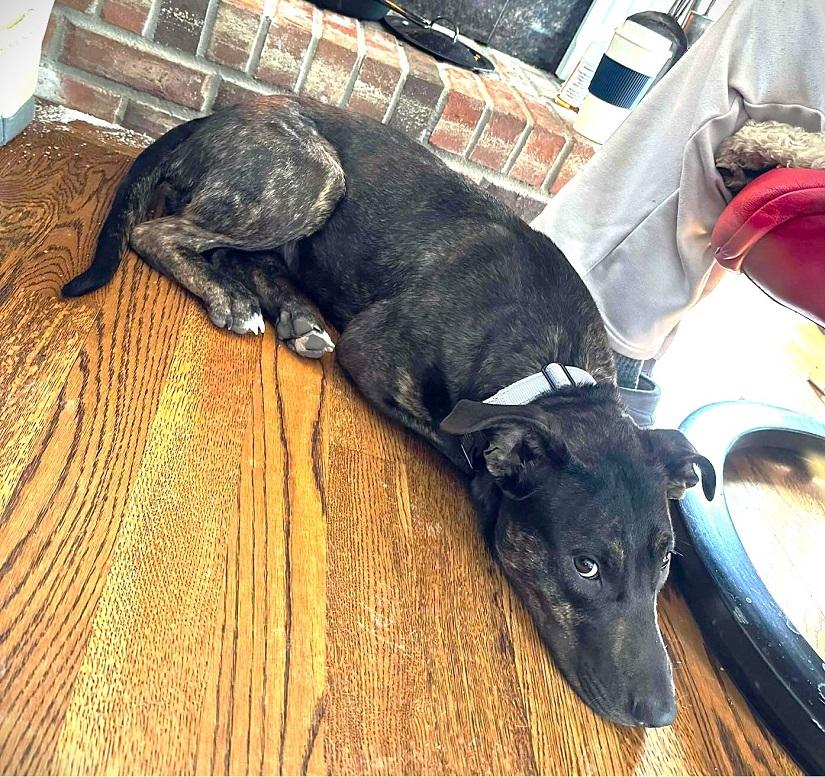 Enlarge MOKEY, an adopted Mixed Breed in Pegram, TN image 2/6