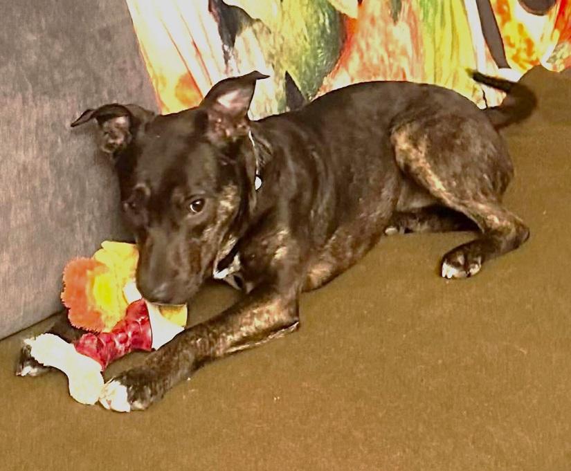 Enlarge MOKEY, an adopted Mixed Breed in Pegram, TN image 5/6