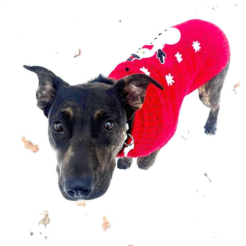 Enlarge MOKEY, an adopted Mixed Breed in Pegram, TN image 4/6