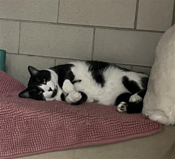 Enlarge WILLOW, a Adoptable Domestic Short Hair in Boston, MA image 1/1