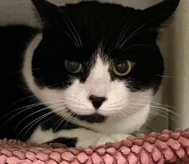 WILLOW, Adoptable, Adult Female Domestic Short Hair.
