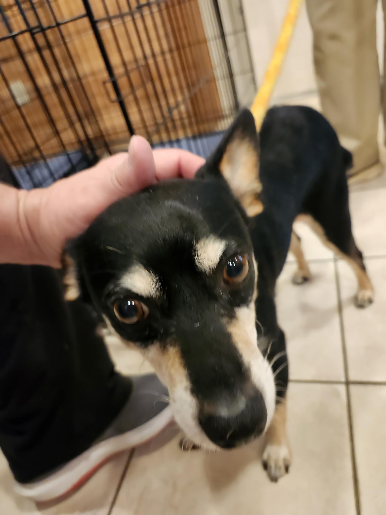 Enlarge Gambino, an adopted mixed breed in Westminster, SC image 1/2