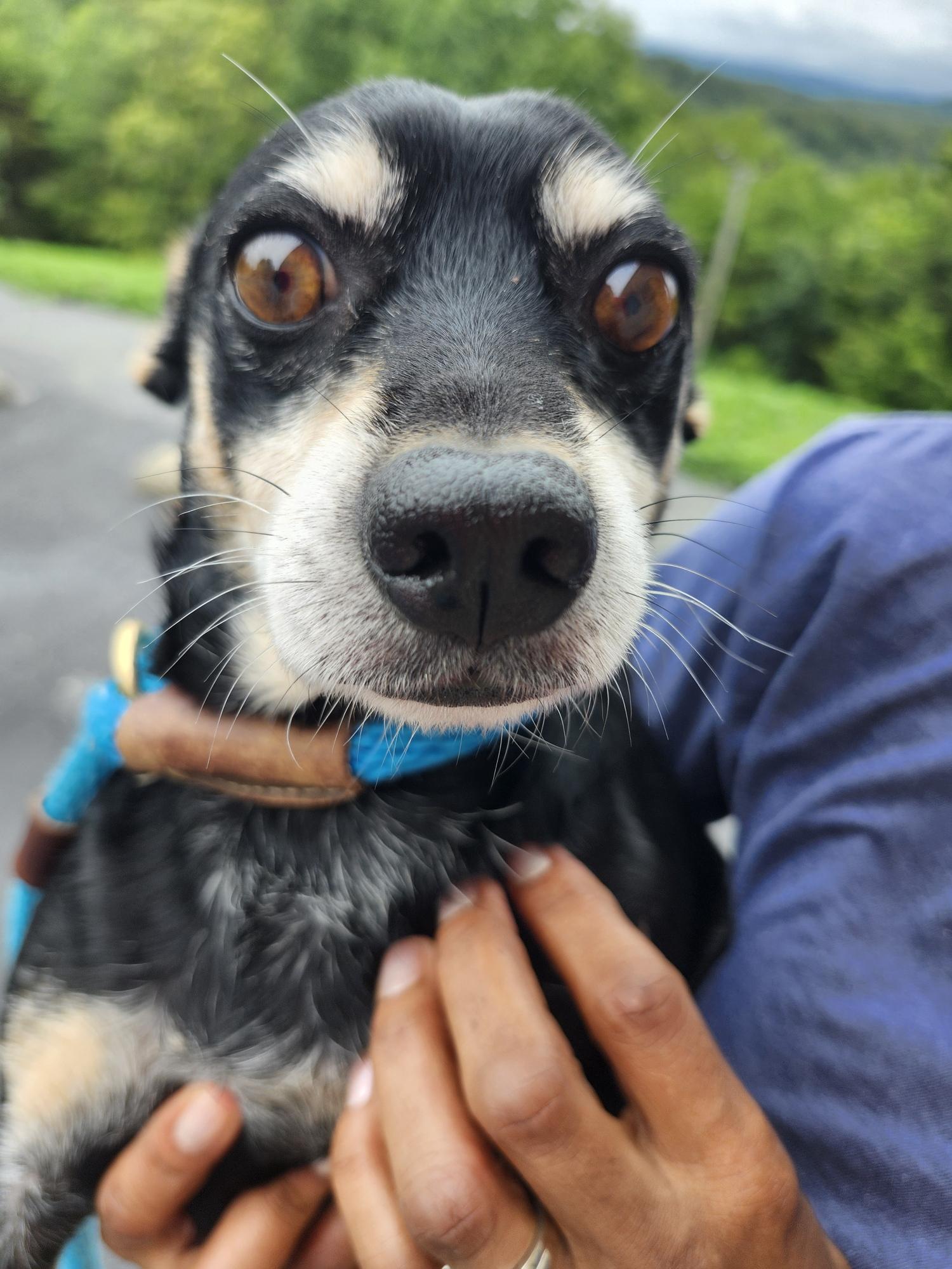 Enlarge Gambino, an adopted mixed breed in Westminster, SC image 2/2