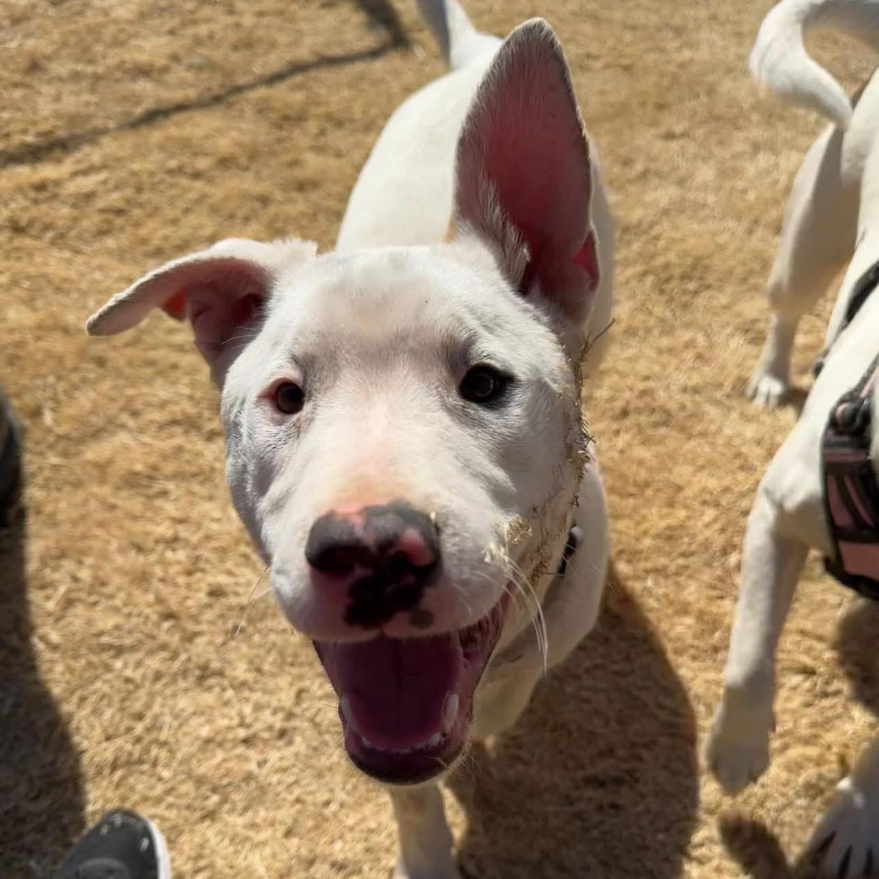 Lincoln, Adoptable, Young Male Cattle Dog & Great Pyrenees.