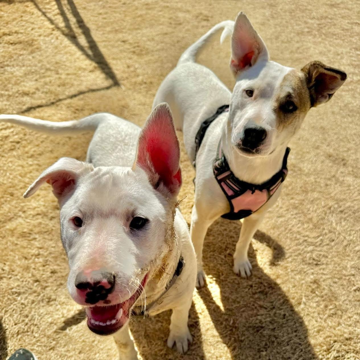 Lincoln, Adoptable, Young Male Cattle Dog & Great Pyrenees.