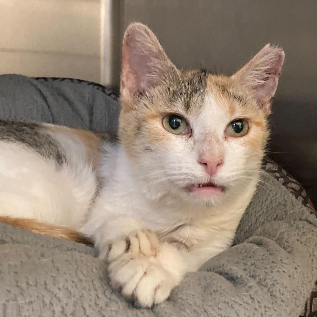 Lulu, Adoptable, Adult Female Domestic Short Hair.