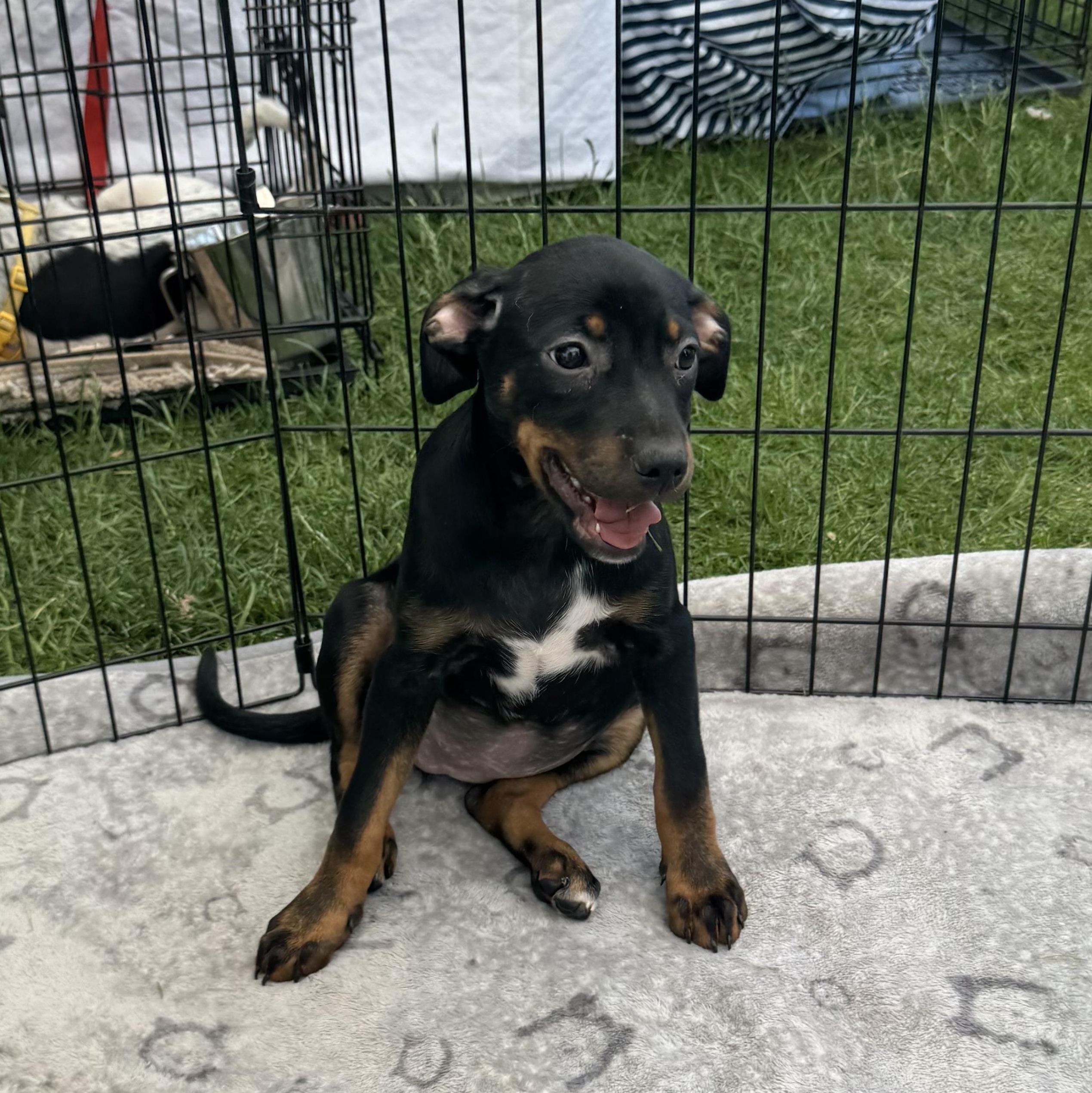 Victoria, Baby Female Australian Cattle Dog / Blue Heeler