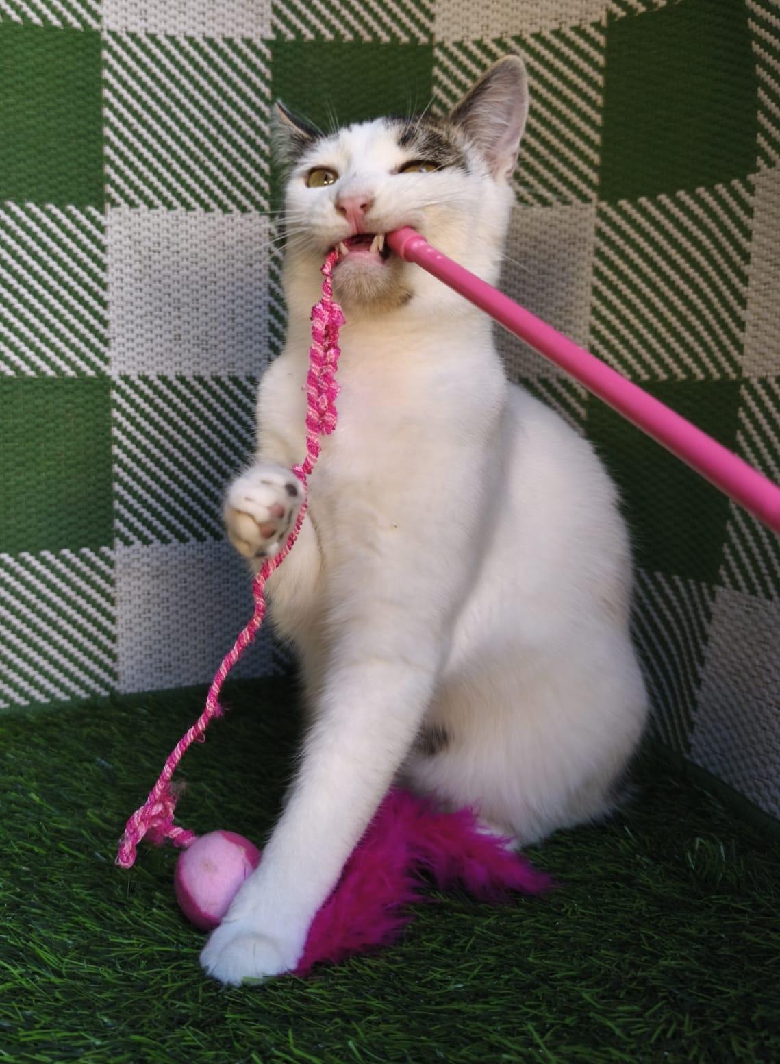 Enlarge Gilbert, a ADOPTABLE Domestic Short Hair in San Diego, CA image 5/5