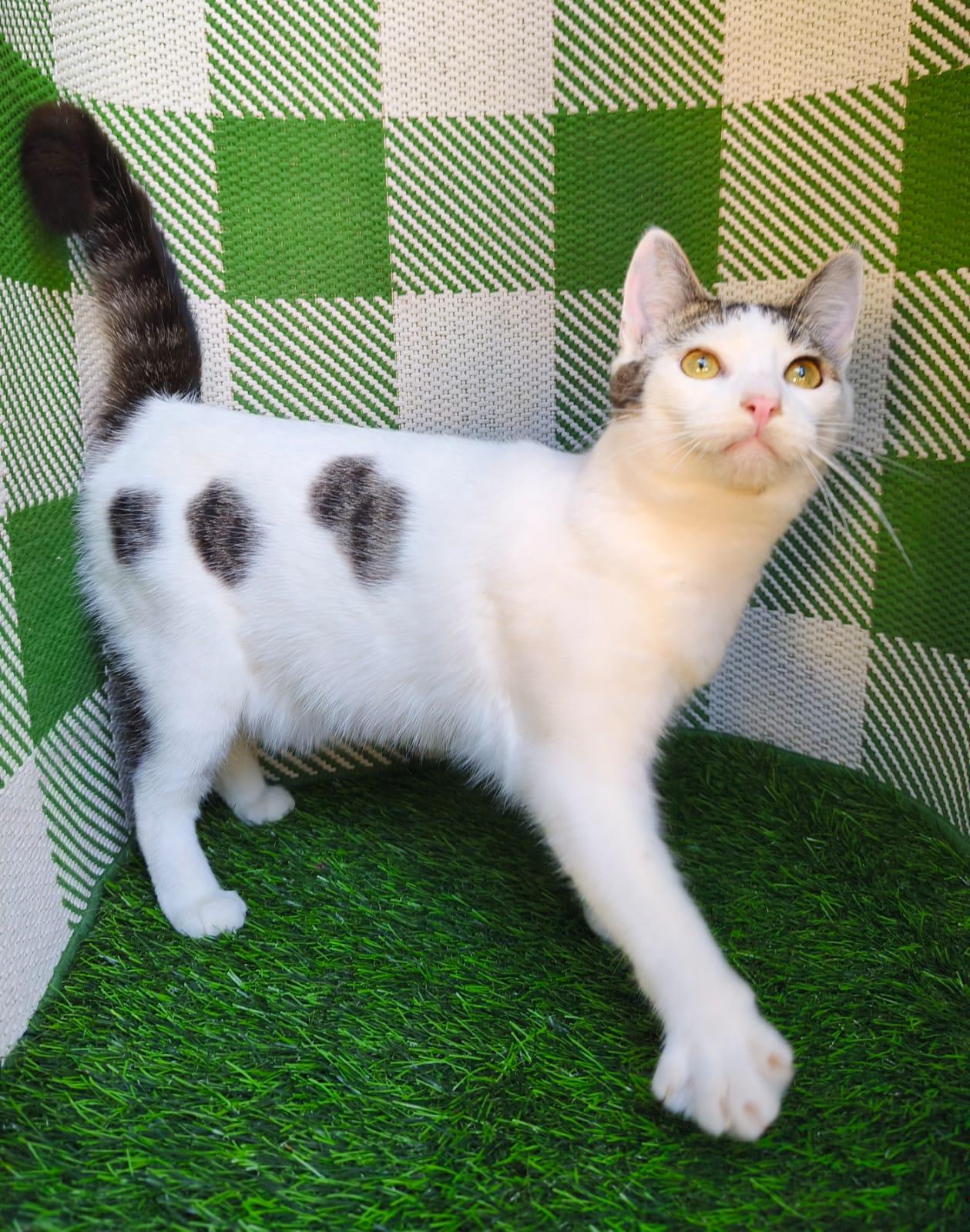 Enlarge Gilbert, a ADOPTABLE Domestic Short Hair in San Diego, CA image 3/5