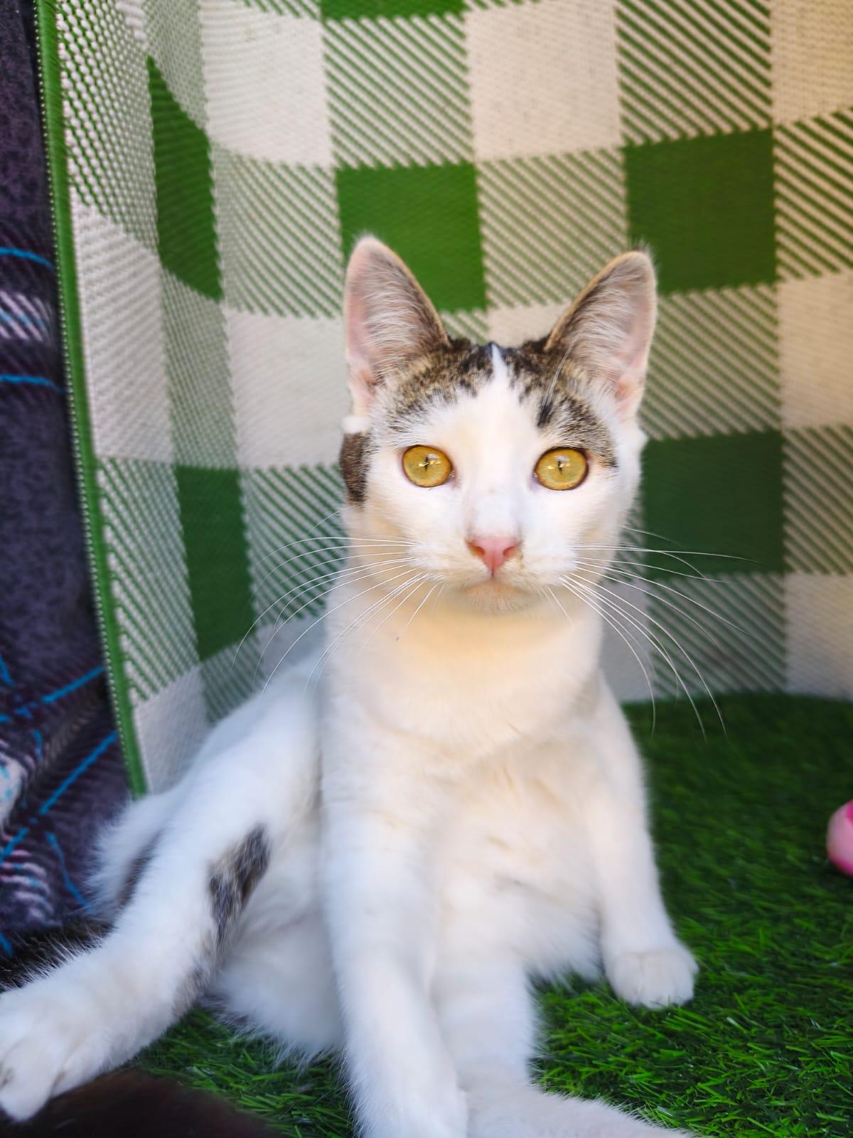 Enlarge Gilbert, a ADOPTABLE Domestic Short Hair in San Diego, CA image 2/5